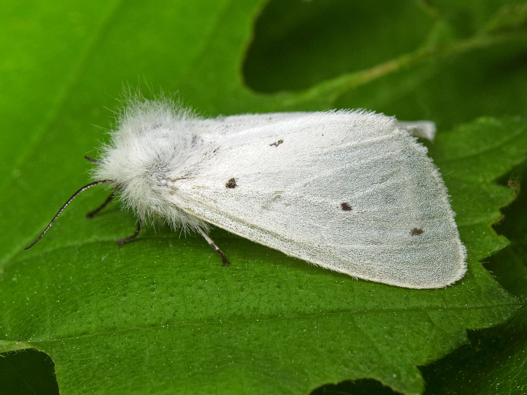 Diaphora mendica (Clerck, 1759)